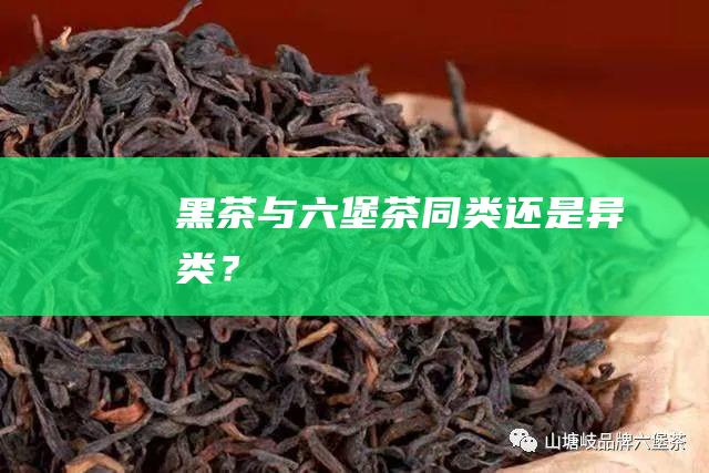 黑茶与六堡茶：同类还是异类？